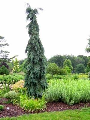 Bruns Pendula Weeping Serbian Spruce 2 - Year Live Plant #TOP1