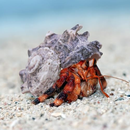 Image of WishLotus 4Pcs Hermit Crab Shells, Natural Hermit Crab Shells Medium to Large, 0.6-1.4inch Opening Hermit Crab Decor for Beach Supplies Conch Habitat (4)
