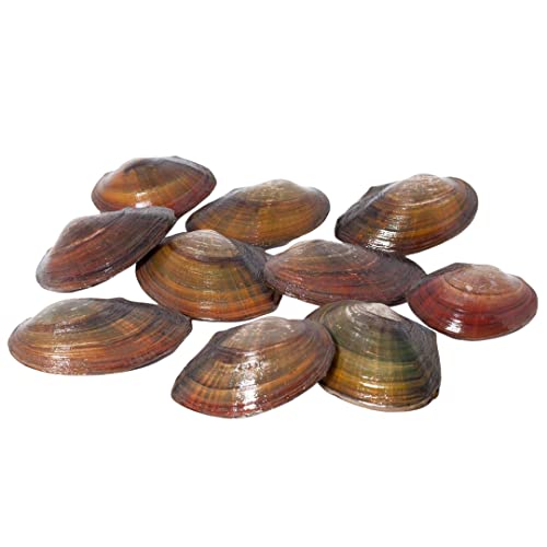 Teichmuschel für den Gartenteich + 1 x NH ToxEx Ball - schwebe Algen vernichter/Algenkiller/Biofilter für Teich, Menge:10 STK.