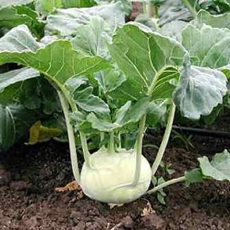 Creative Farmer Vegetable Seeds Turnip Cabbage Seeds - Kohlrabi ?Seeds Northern Europe Seeds Organic Home Garden Seeds (B07N47MKDR) Amazon Price History, Amazon Price Tracker
