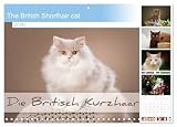 The British Shorthair cat (Monthly Wall Calendar 2026 11.7" x 16.5" (open)), CALVENDO 14 Month Calendar