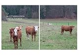 Fleisch: Rezepte und Praxiswissen zu besonderen Fleischstücken