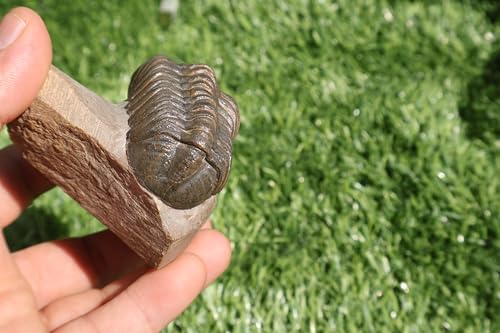 Image of Trilobite Fossil Reedops Trilobite Fossil Trilobites Rock Trilobite Fossils Morocco Trilobite Fossil Trilobites A241