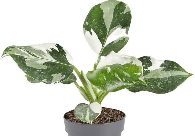 The Four Seasons Philodendron White Wizard Rare Natural Live Plant in Pot (B0C7VM56XH) Amazon Price History, Amazon Price Tracker