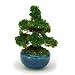 Produktbild (Der Bonsai) BONT03 Maruhachisugi Platz 1/12 Mastab Painted der Bonsai (PLATZ) Co., Ltd (Marine) (Japan Import / das Paket und das Handbuch sind in Japanisch)