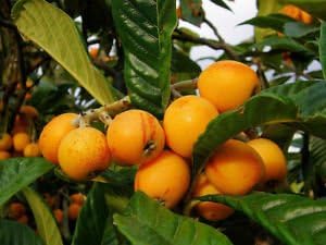 Golden Loquat Starter Plant Tree or Japanese Seeding Plump Tree