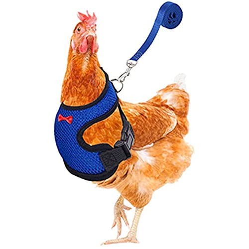 Best Rooster On A Leash How To Train Your Chicken To Walk On A Leash