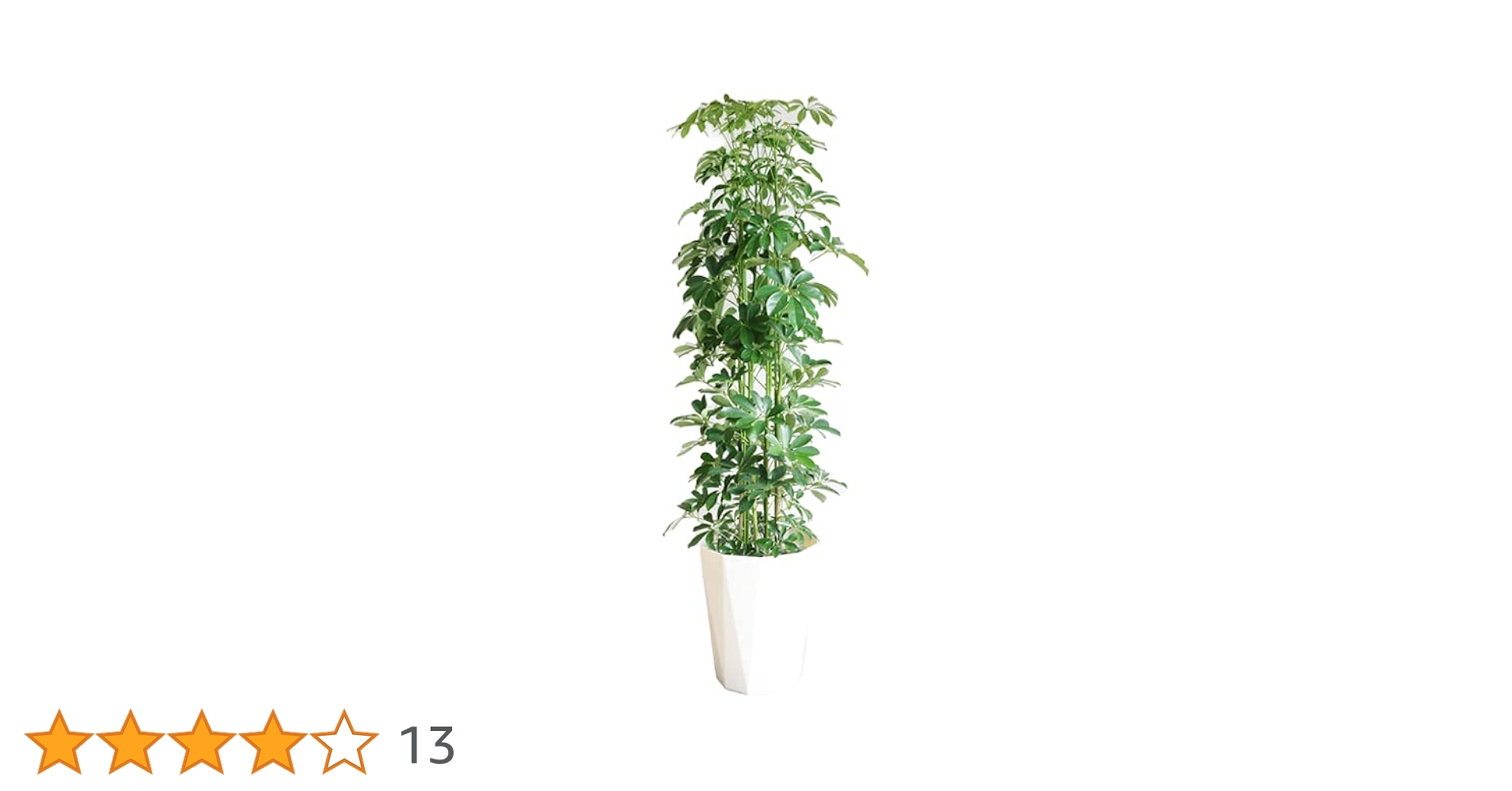 専用出品、ラフィドフォラ・テクルシバ（マングーカズラ） シェフレラ・アルボリコラ 楽天市場】シェフレラ:アルボリコラの通販