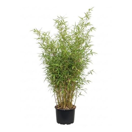 Bambus China Rohrgras Fargesia murielae Jumbo 60-100 cm hoch im 5 Liter Pflanzcontainer