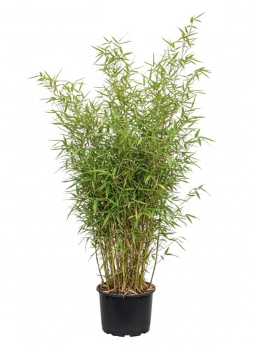 Bambus China Rohrgras Fargesia murielae Jumbo 60-100 cm hoch im 5 Liter...