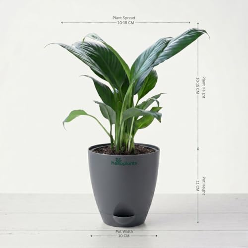Image of Spider Plant, Peace Lily, Areca Palm & Snake Plant Live Indoor 4-Plant Combo in 4-Inch Self-Watering Matte Grey Pots | Air-Purifying Oxygen Plants for Bedroom, Living Room & Office Decor