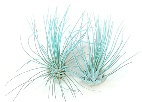 Image of Thin Air Plant, Guatemala Tillandsia Live Airplant, Healthy Arrival Guaranteed, Great Indoor Plant, Home Decor & Gift (Jade)