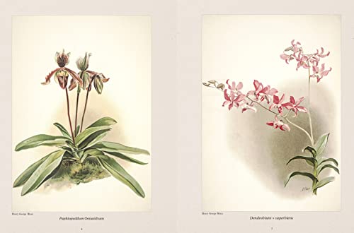 Orquídeas Ilustradas (Coleção 3 Volumes)