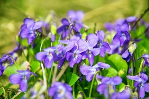 Violette odorante - Viola odorata 25 - plante vivace