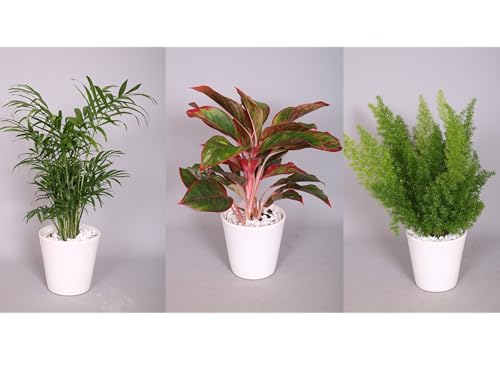 Evergreen Indoor House Plant Collection - 3 x Mix Plant Collection in 12cm Pots - House Plants in pots - Plants Office or Home Décor - Easy Care Plants Low Maintenance - Lucky Dip Selection