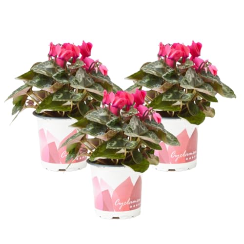 Planta Cyclamen natural - Flor de invierno (Maceta 11cm PACK 3 UNIDADES)