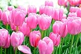 Pink Impression Tulip Bulbs for Planting - Grow Perennial Tulips (10 Bulbs)