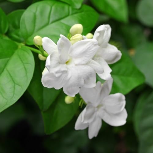 200+ Climbing Jasmine Flower Seeds for Planting Fragrant Plant Seeds Non-GMO Garden Home Jasmine Garden Balcony Climbing Flower