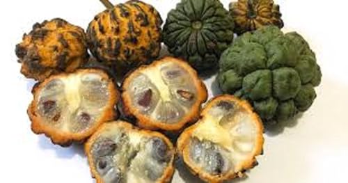 Ouro Verde, 2 Mudas de Araticum-da-mata - Annona sylvatica