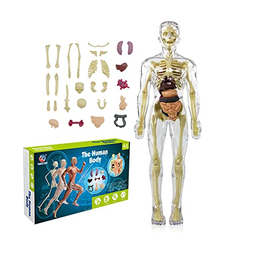 NF Kids Anatomy Toys Interactive Human Body Model, 11.22 Inch DIY Assembled Human Torso Organ Model For Kids Children Learning Science Anatomy, Ages 6+ (Fully Transparent)