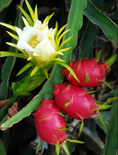 50 PCS Seeds Pitaya Bonsai Tree Plants Dragon Fruit Garden Red Meat Pitaya Seeds Heirloom