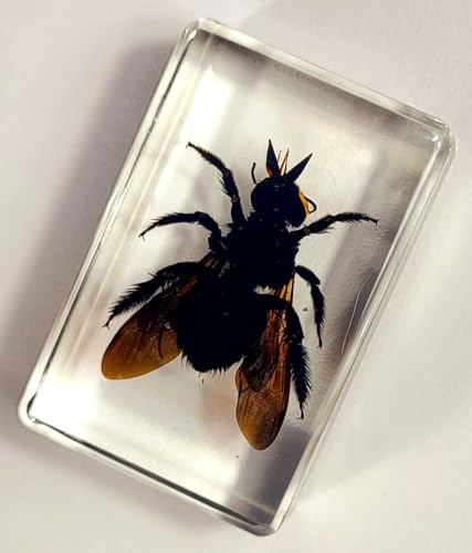 Image of 44mm Real Carpenter Bamboo Bee in Clear Lucite Resin Specimen Preserved Insect Taxidermy Crafts Collection for Biology Science Education & Desk Ornament Display Supplies Decor