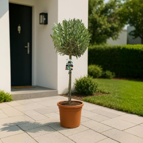 Olea europaea – Olivenbaum Hochstamm 130 cm | Topf Ø 25 cm