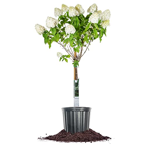 Limelight Hydrangea Tree