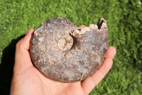 Image of Ammonite Mammites Nodosoides Ammonite Fossil Rare Ammonite Fossil Natural Fossil from Morocco A33