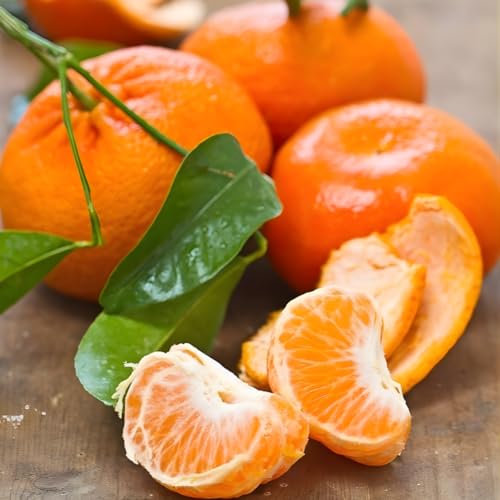 Tango Mandarin Orange Tree, 2.5–3 ft, Potted Citrus Plant