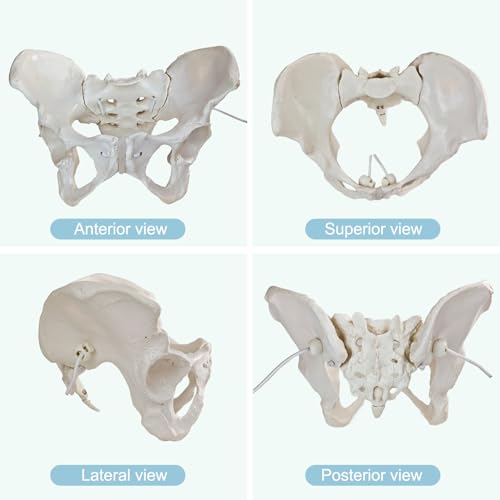Image of Life-Size Female Pelvic Anatomy Model with Elastic Bands - Flexible Female Pelvis Model On Elastic for Medical Education, Obstetrics, and Patient Communication