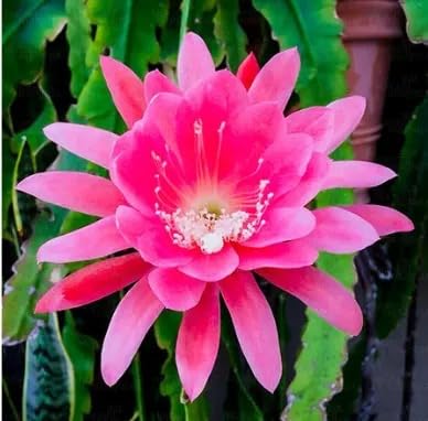 Mphmi Seedless Plant Indoor Plants Brahma Kamal � Epiphyllum oxypetalum � Plant (Pink) (B0CVS9K26P) Amazon Price History, Amazon Price Tracker