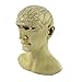 Things2Die4 Creepy Cast Resin Phrenology Head Victorian Steampunk