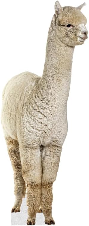 Alpaca - Life Size Cardboard Cutout Standup People with Support Standee | Animals -