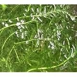 【水草】天然 無農薬 アナカリス １０本＋α （オオカナダモ・金魚藻）