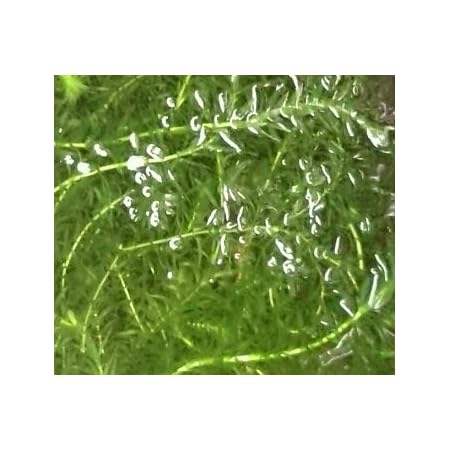 Amazon 水草 天然 無農薬 アナカリス 10本 A オオカナダモ 金魚藻 ガーデン ギルド 生体水草 通販 Amazon 水草 天然 無農薬 アナカリス 10本 A オオカナダモ 金魚藻 ガーデン ギルド 生体水草 通販
