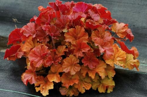 Northern Exposure Amber Heuchera - 4 Pot - Coral Bells- Shade Lover