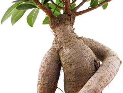 Miniatura 5 de Cápsulas de Ashwagandha, suplemento de apoyo energético, suplementos de hierbas ayurveda, fórmula de apoyo del estado de ánimo y relajación, 240