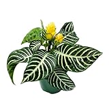 BubbleBlooms Saffron Spike Zebra Plant, Aphelandra squarrosa, Zebraplant in a 4 inch Pot