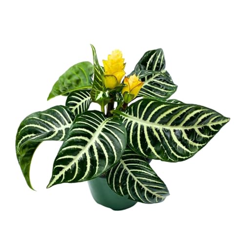 BubbleBlooms Saffron Spike Zebra Plant, Aphelandra squarrosa, Zebraplant in a 4 inch Pot
