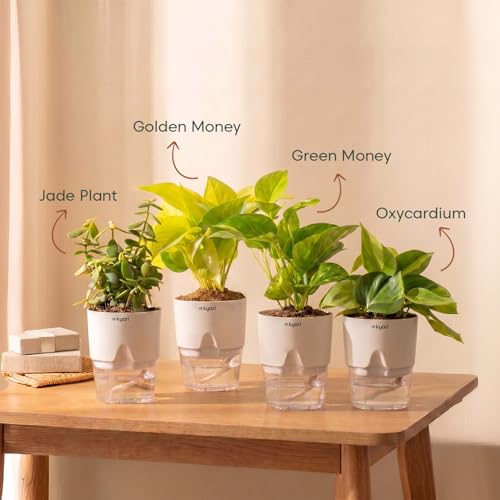 Image of Kyari Combo of 4 Indoor Plants - Jade, Green Money, Golden Money & Philodendron Oxycardium with Poetic White Self Watering Pot - Live Plants for Home Decor & Living Room - Air Purifying Plant Set