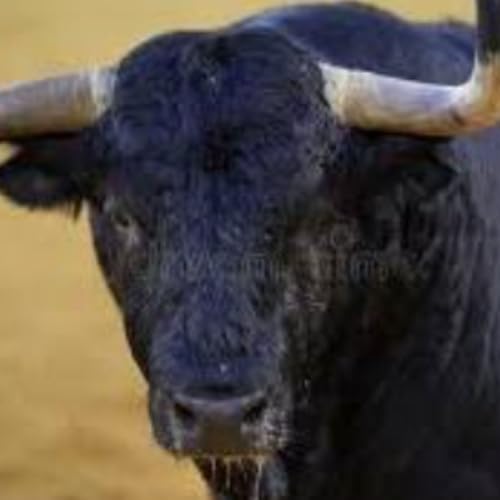 No Bull! Time to talk Stampede Rodeo '26 with Rodeo Director Kevin Debusk!