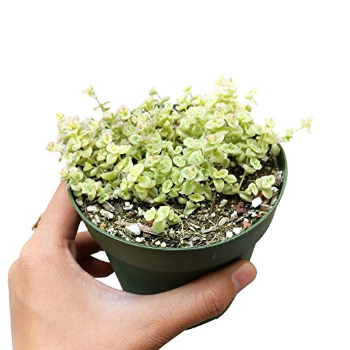Live Sedum Little Missy Succulent | Ground Cover Long Strand Trailing Succulent | Unique Succulent Gifts (6 Inch) #TOP1