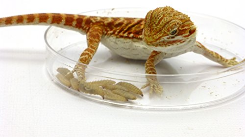Carolina Custom Cages Phoenix Worms Dishes, 3 Each #TOP5