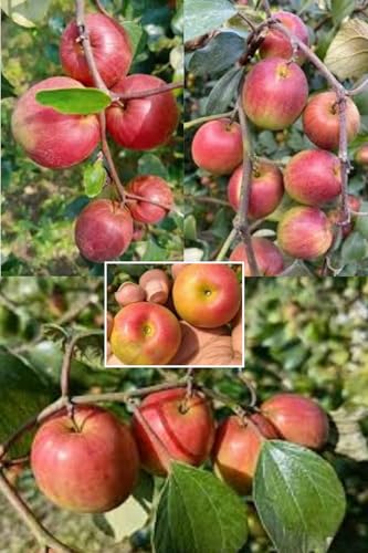 ZXXYANBI Ball Sundari Apple Ber Indian jujube Kul Grafted Fruit Live Plant (Height 1.2 Feet) After Fruit 1 Year Sweet and juicy, apple-like flavor Taste 1 Healthy Plant For Home Garden Tree