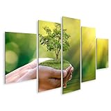 islandburner Prime Bild auf Leinwand Hände Halten Baum 