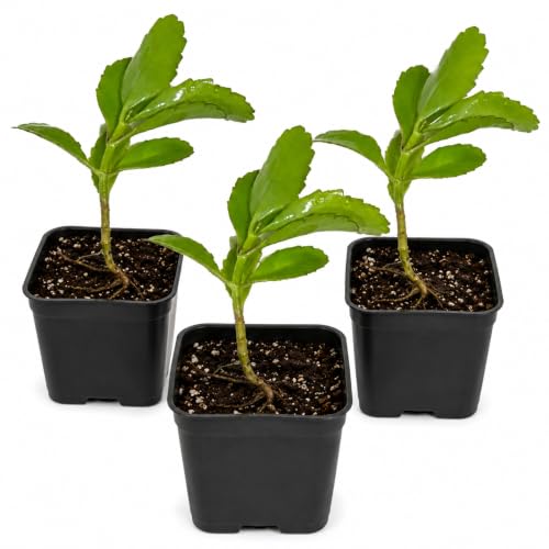 3 Leaf of Life Plant, Live Indoor Houseplants - KALANCHOE PINNATA