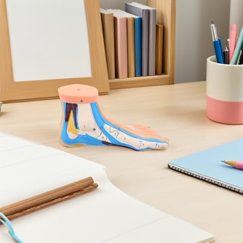 Modèle anatomique de pied flexible SHINEOFI avec vaisseaux complets