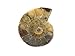 Ammonite Shell Cabochon, Natural Ammonite, Free Form Shape, 44Carat, 33x26x7MM SC-5086