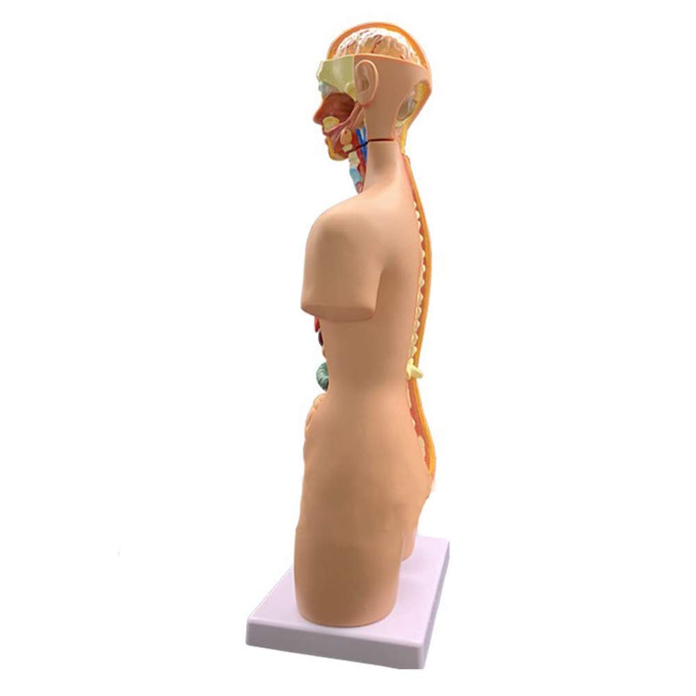 55cm Unisex Cuerpo Humano Torso Médico Anatómico Anatomía Órganos Internos para La Enseñanza, Desmontable 19 Partes